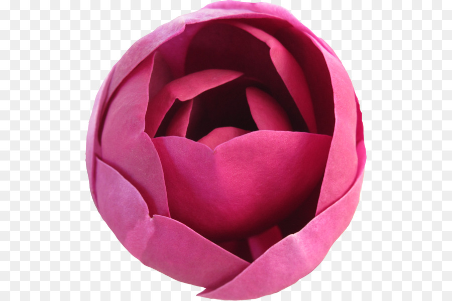 Las Rosas De Jardín，Flor PNG