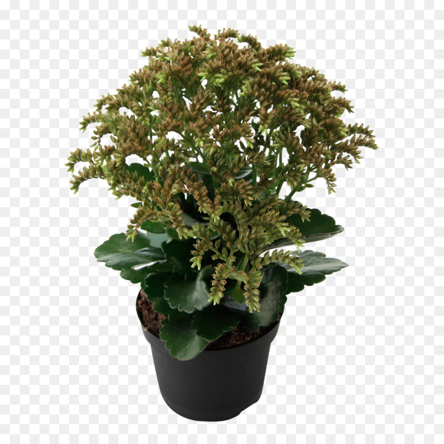 Bryophyllum Daigremontianum，Planta De Interior PNG