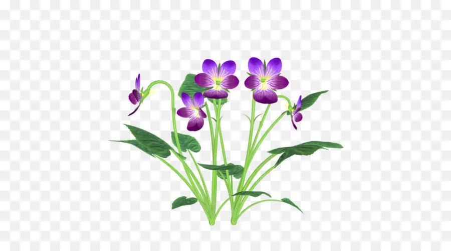 Flores Moradas，Hojas PNG