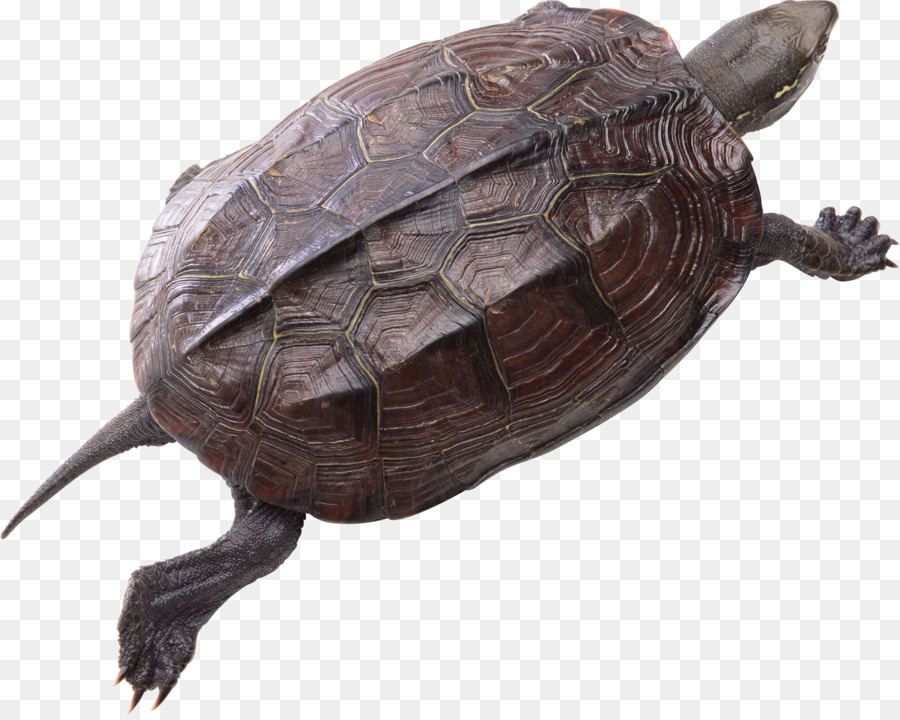 Tortuga，Tortuga De Muñeca Común PNG