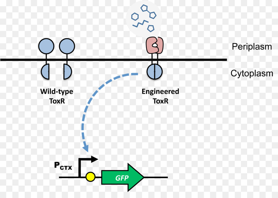 Factor De Transcripción，Dímero PNG