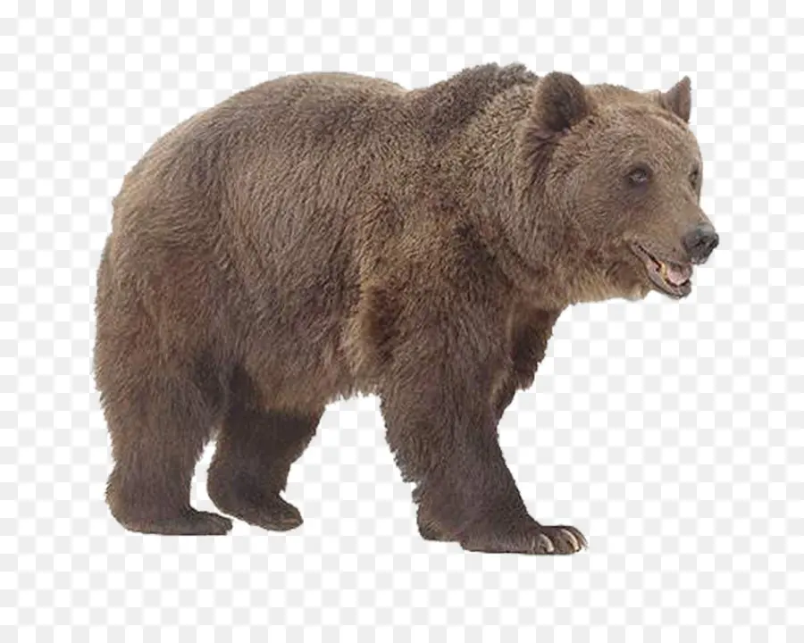 Oso Pardo，Animal PNG