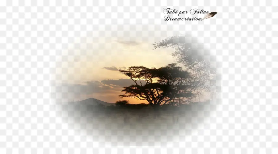 árbol Del Atardecer，Atardecer PNG