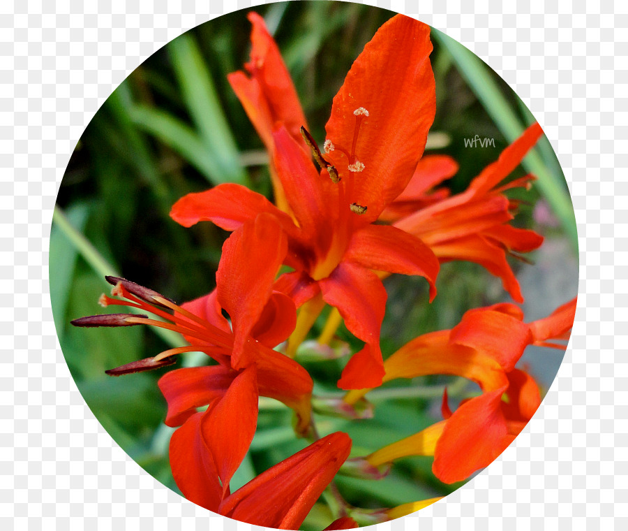 Montbretia，Canna PNG