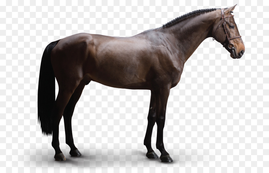 Caballo árabe，Holandés Warmblood PNG