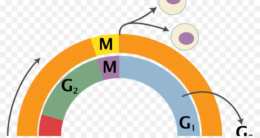 Ciclo Celular，Celular PNG