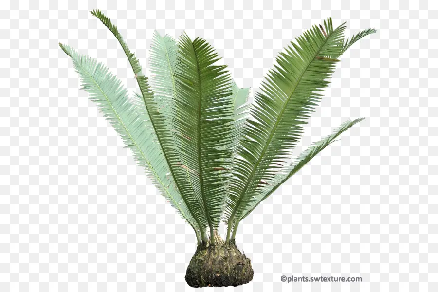 Babasú，Sago Palm PNG