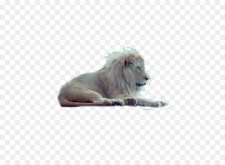 León，Gato PNG