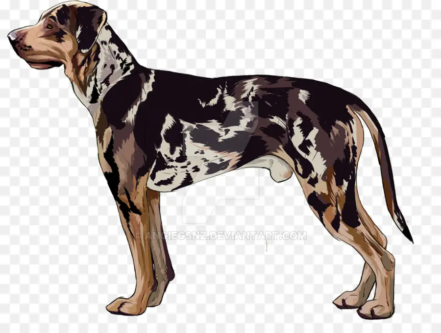 Raza De Perro，Catahoula Cur PNG