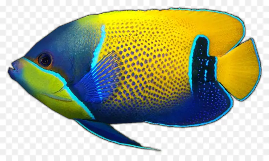 Peces De Colores，Acuático PNG