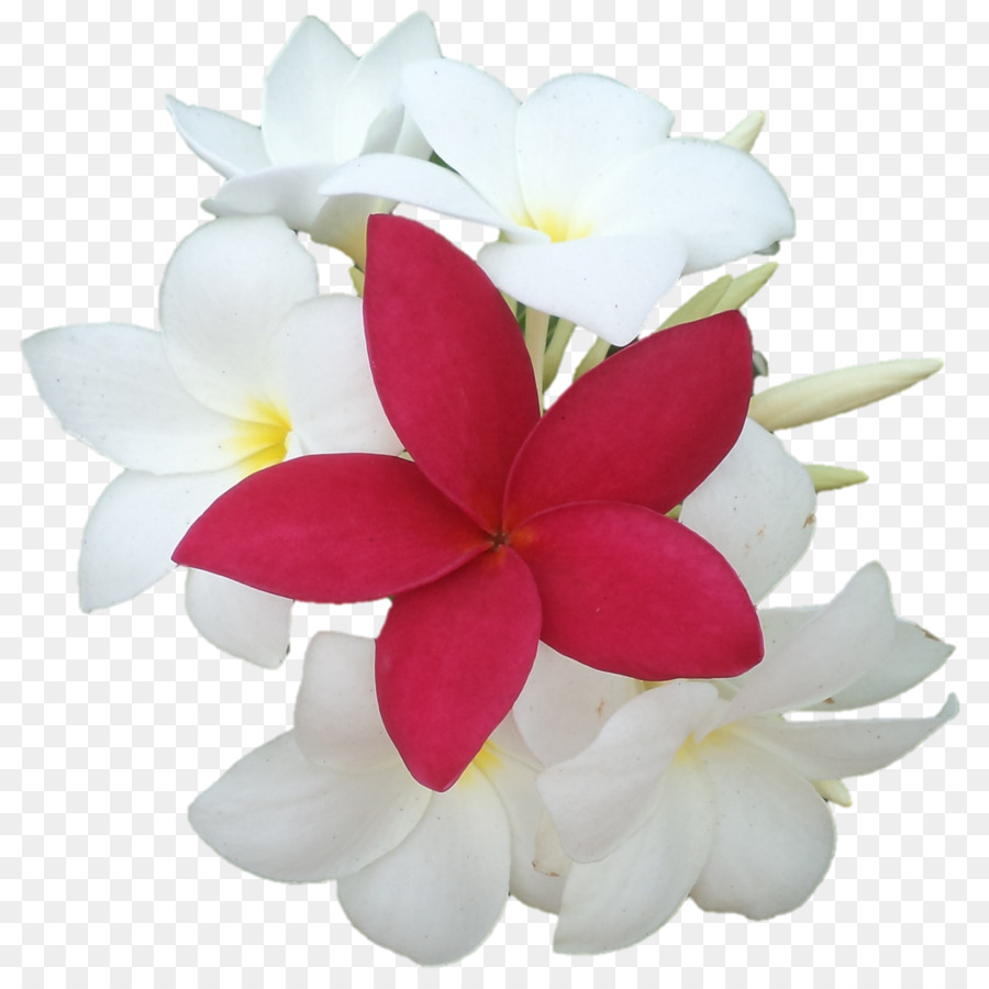 Flores De Plumeria，Florecer PNG