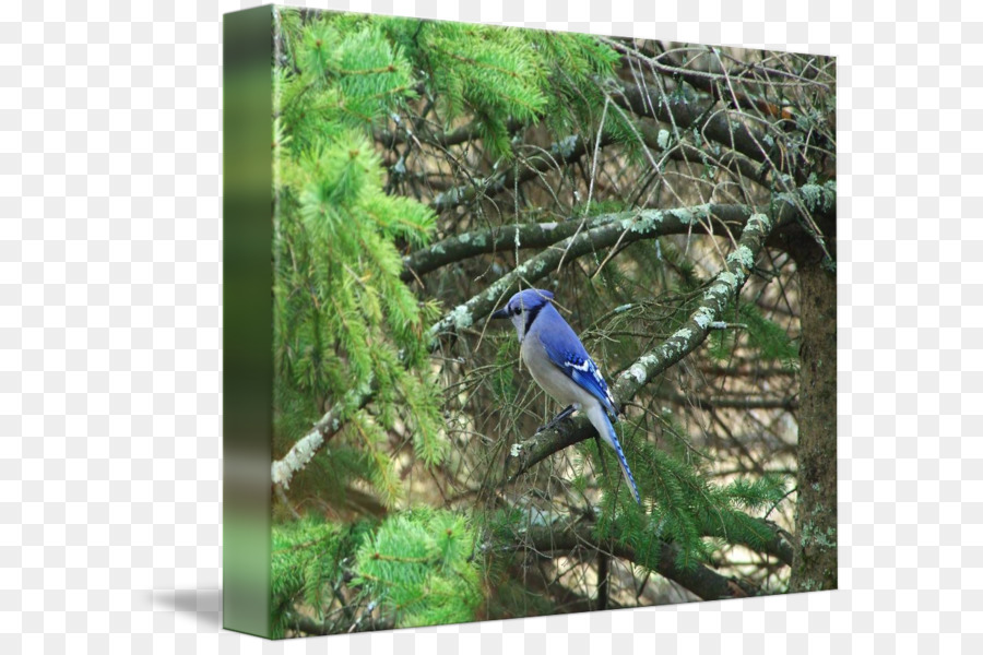 Blue Jay，La Fauna PNG