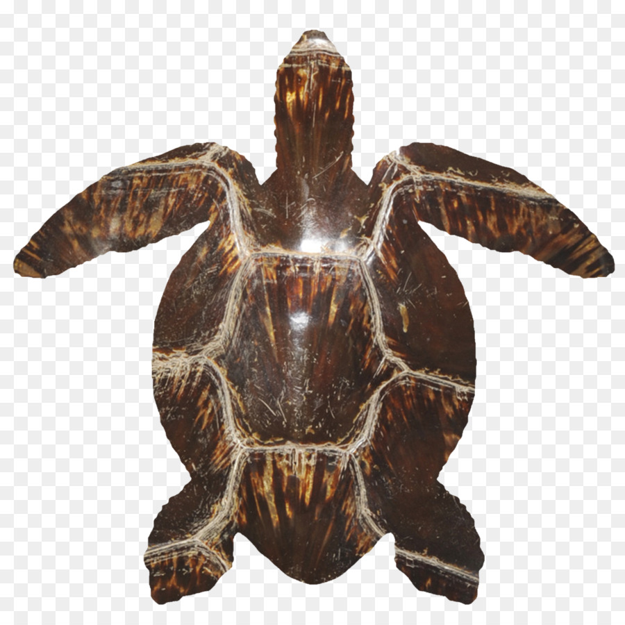 Las Tortugas De Caja，Tortuga PNG