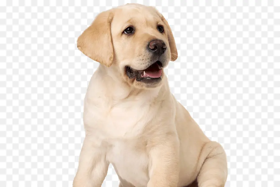 Labrador Retriever，Cachorro PNG