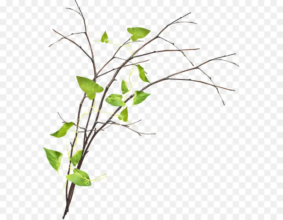 Ramita，árbol PNG