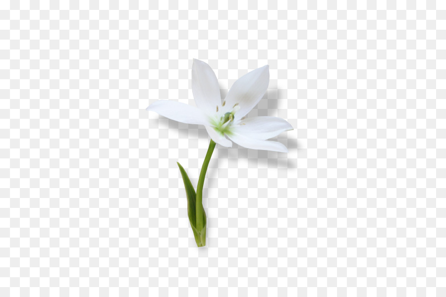 Campanilla De Invierno，Planta Ornamental PNG