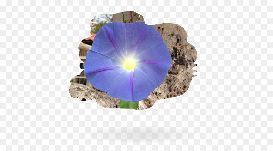 Pansy，Individuales PNG