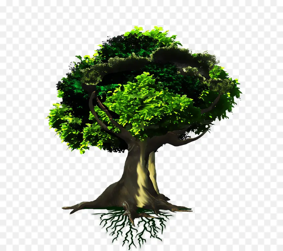 Árbol，Raíces PNG