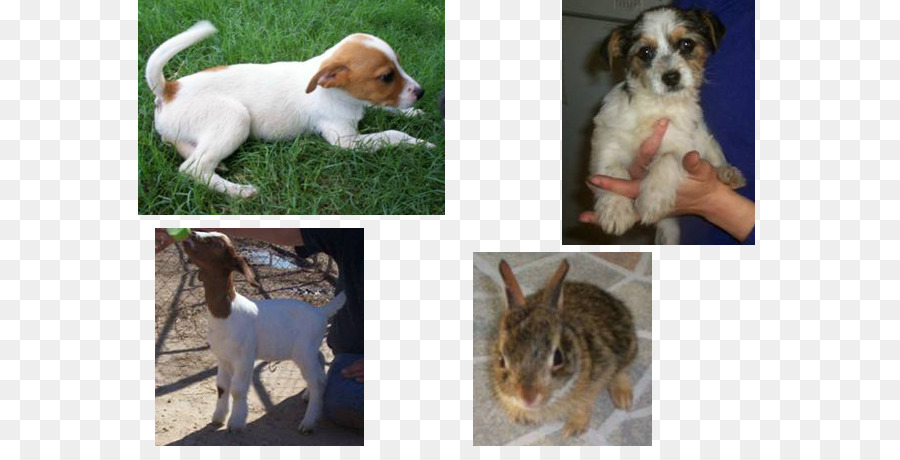 Perro，Cachorro PNG