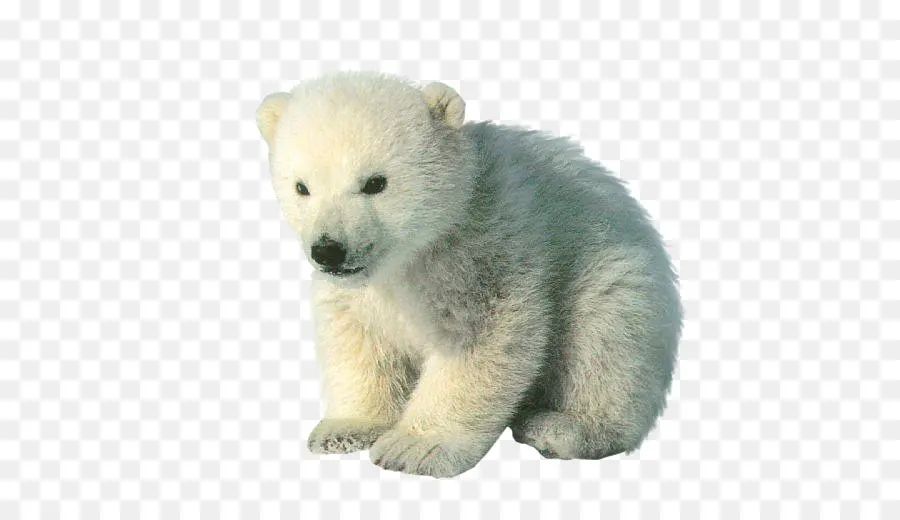 Oso Polar，Oso PNG