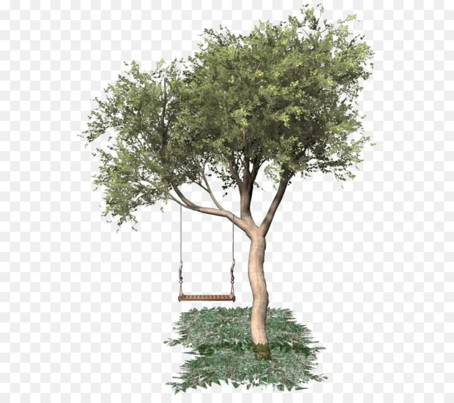 árbol Con Columpio，Balancearse PNG