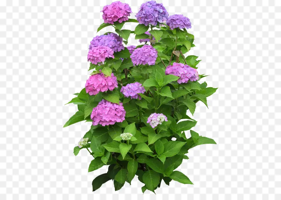 Flores Moradas，Hortensia PNG