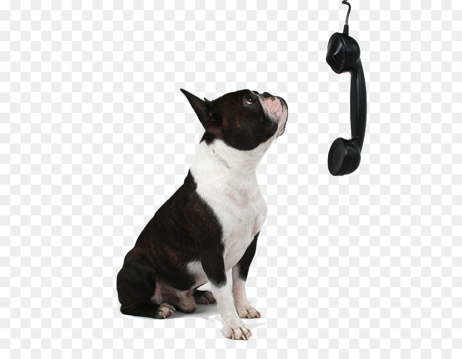 Perro Con Teléfono，Mascota PNG