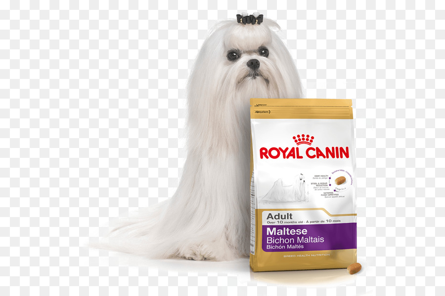 Perro Maltés，Bichon Frize PNG