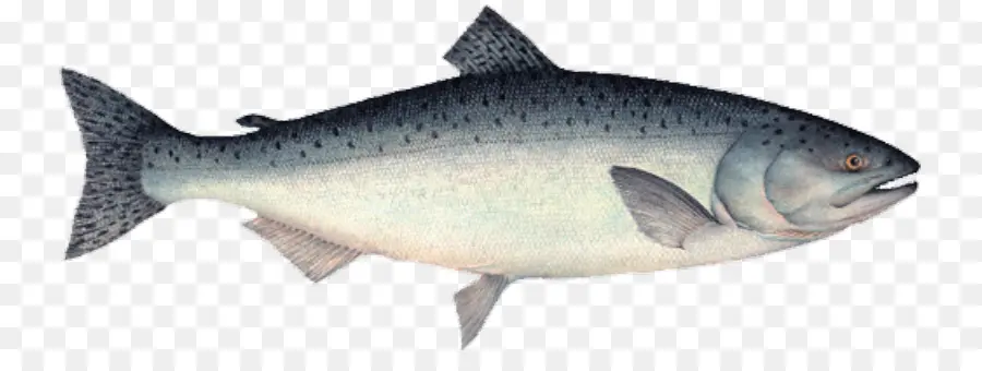 Sardina，El Salmón Coho PNG