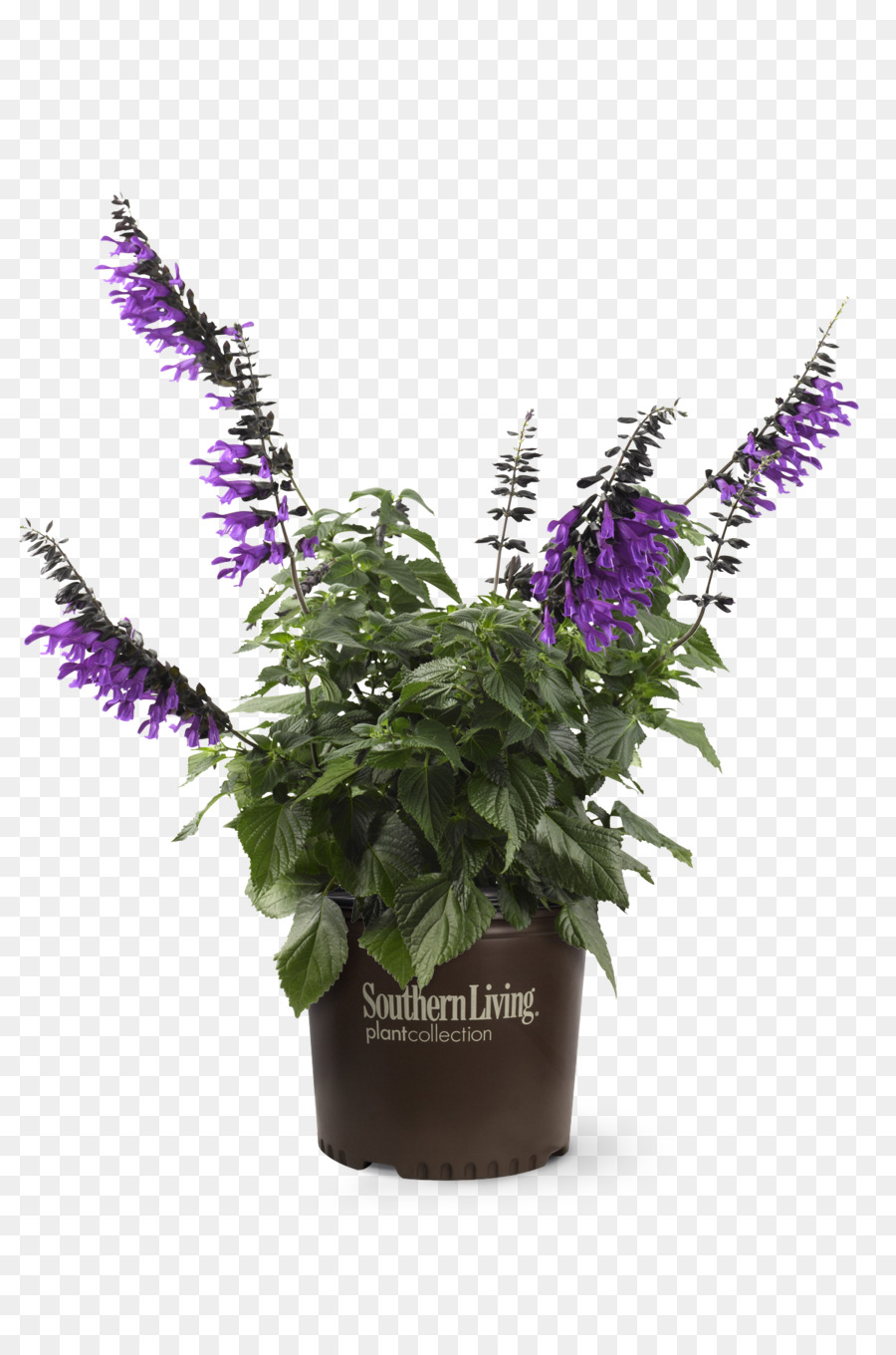 Planta De Flor Morada，Flor PNG