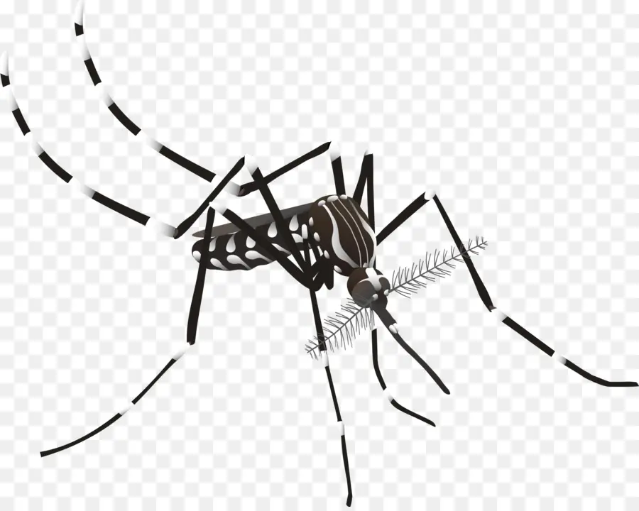 Aedes Albopictus，Mosquito De La Fiebre Amarilla PNG