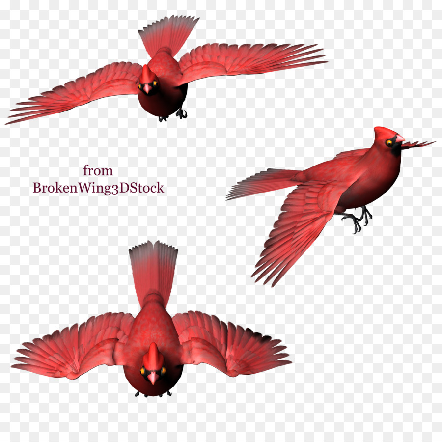 Arte Digital，Aves PNG