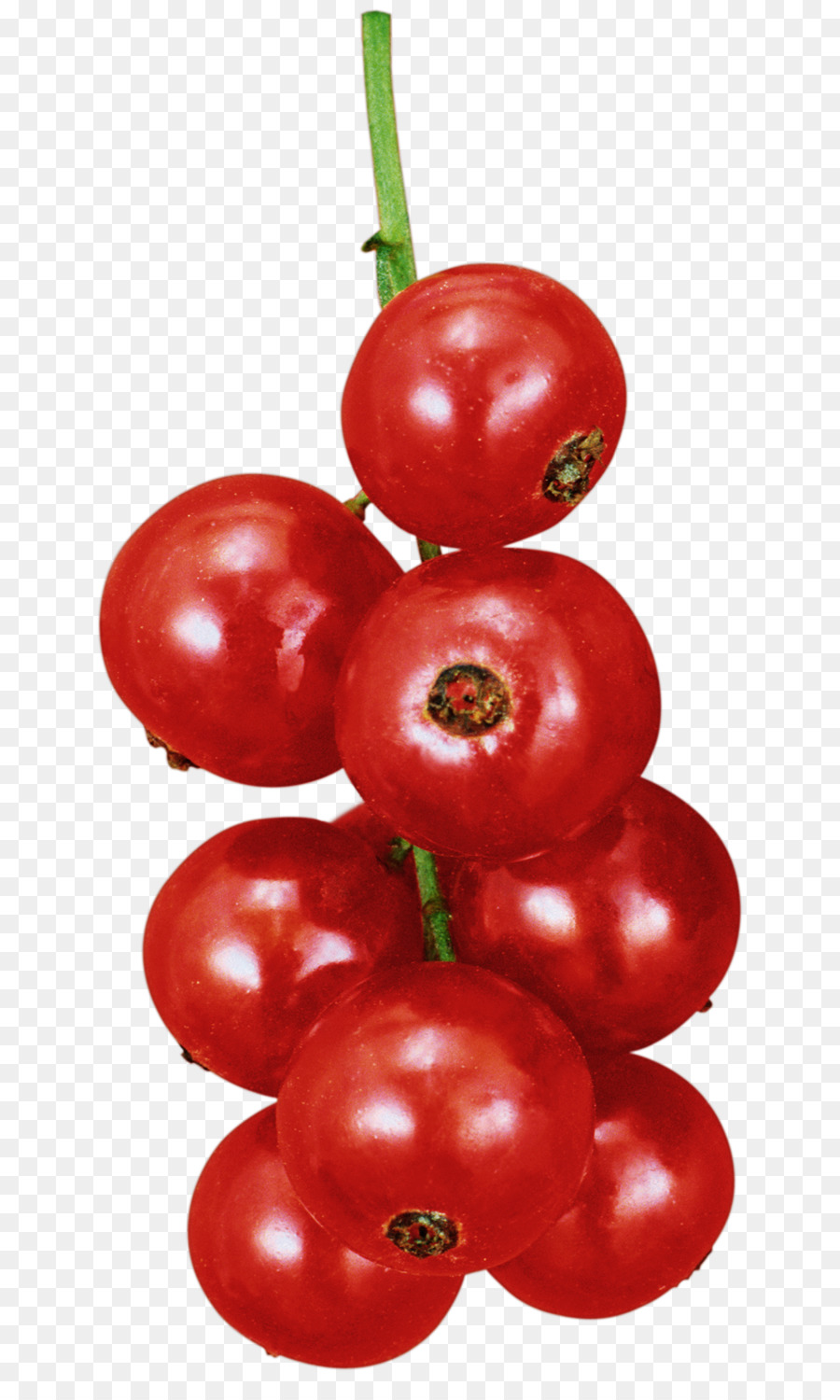 Enseñe A Los Niños Acerca De Las Bayas Del Jardín，Tomate Ciruela PNG