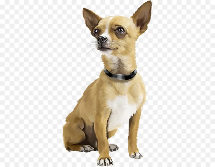 Chihuahua，Perro PNG