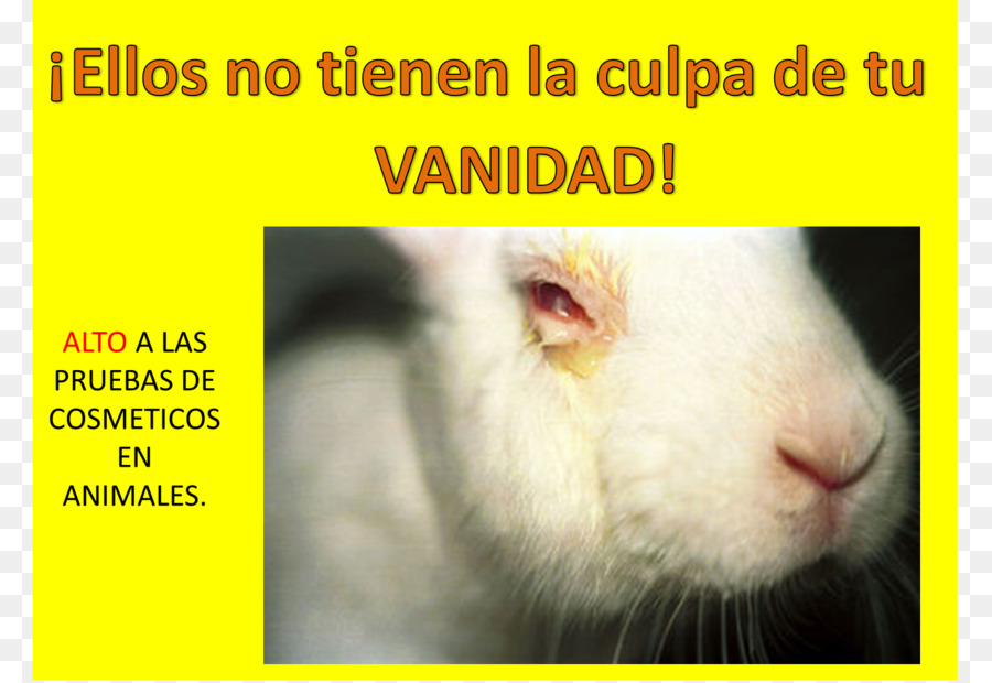 Crueltyfree，Las Pruebas En Animales PNG