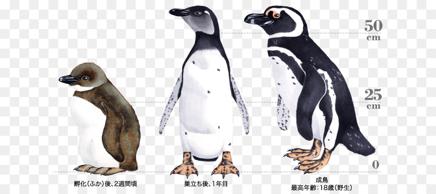 Pingüino Rey，Pingüino PNG