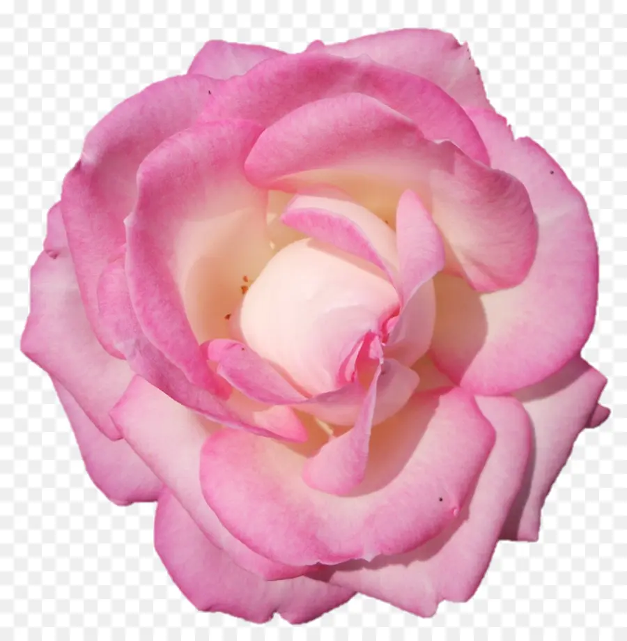 Rosa Rosa，Floración PNG