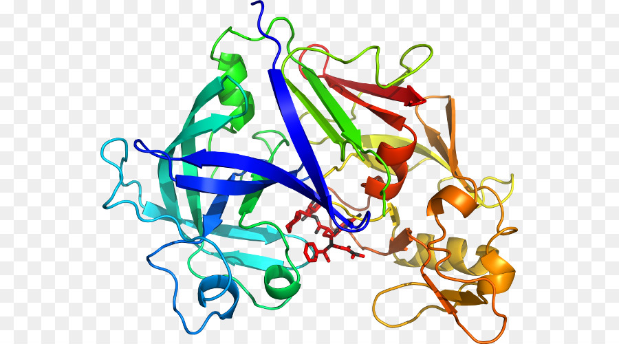 Estructura Proteica，Biología PNG