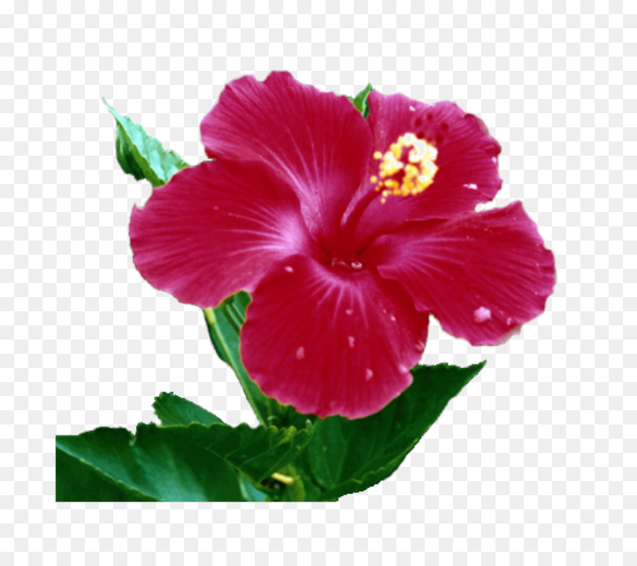 Flor De Hibisco，Pétalos PNG