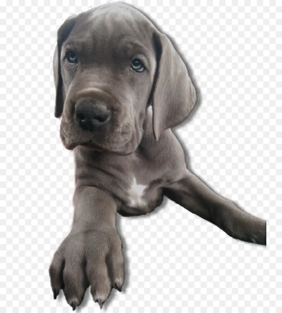 Gran Danés，Cane Corso PNG