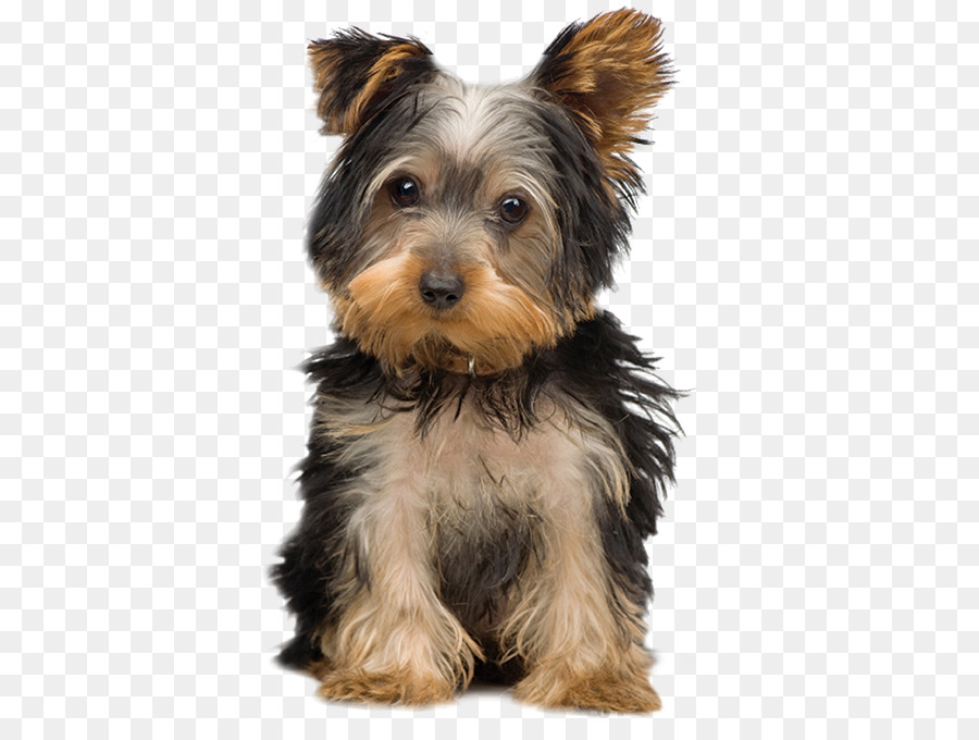 Terrier De Yorkshire，Perro PNG