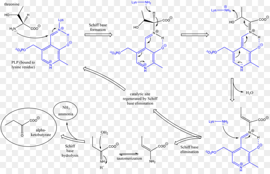 Estructura Química，Molécula PNG