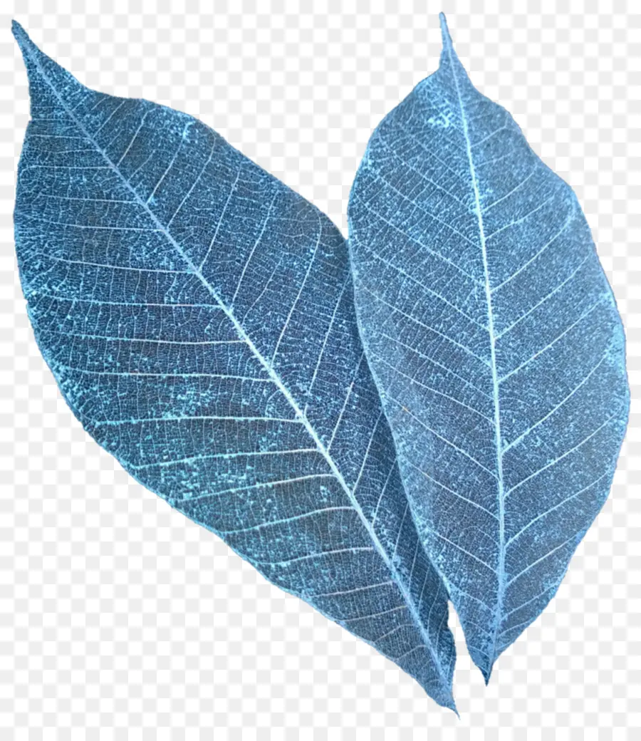 Hoja，Las Manchas De Las Hojas PNG