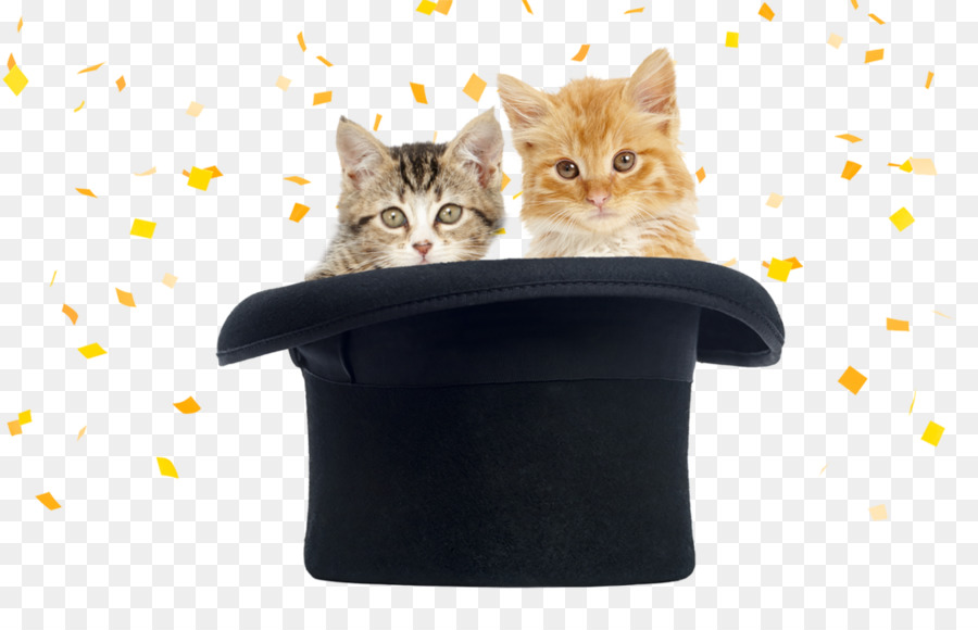 Bigotes，Gatito PNG