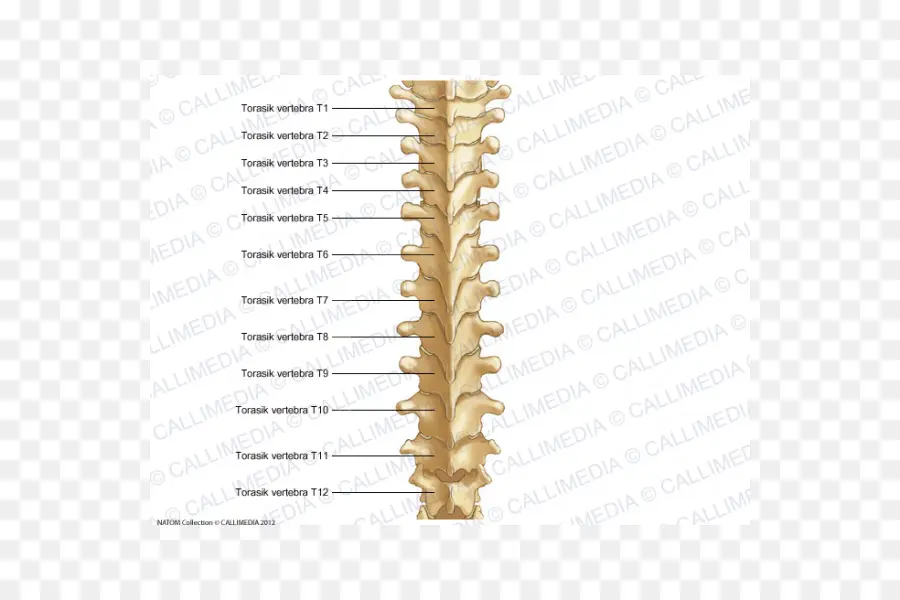 Vértebras Torácicas，Columna Vertebral PNG