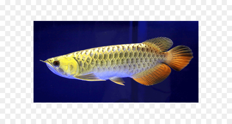 Asiático Arowana，La Polilla PNG