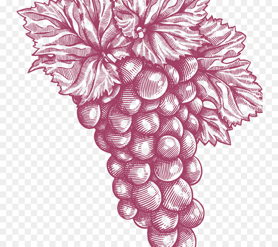 Uvas，Enredadera PNG