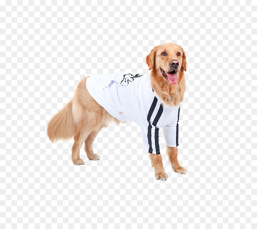 Golden Retriever，Border Collie PNG