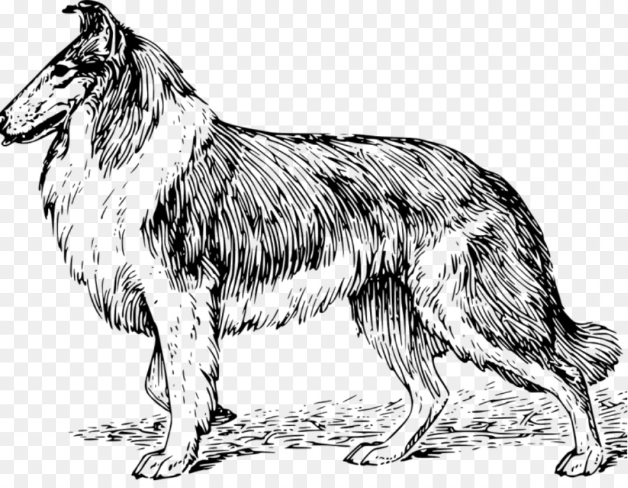 Rough Collie，Border Collie PNG