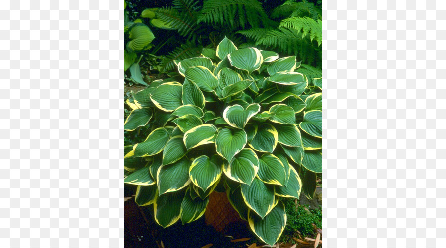 Planta Perenne，Hoja PNG